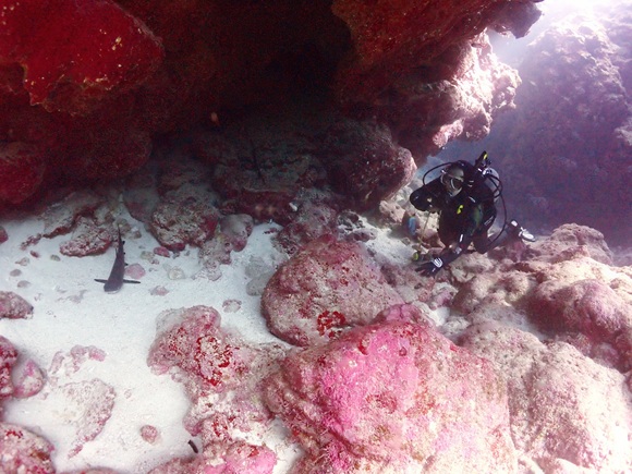 中の島チャネル