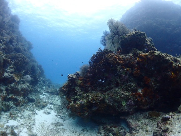 ロックビューティー