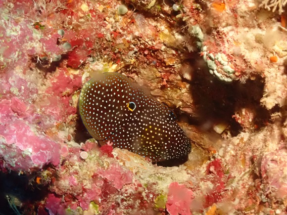 シモフリタナバタウオ