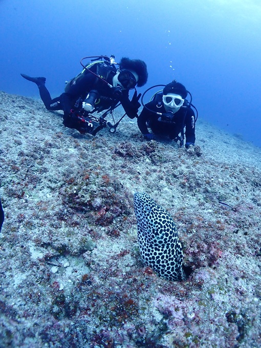 ニセゴイシウツボ