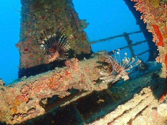 ハナミノカサゴ