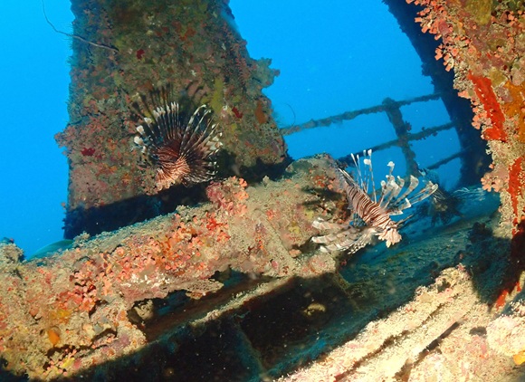 ハナミノカサゴ