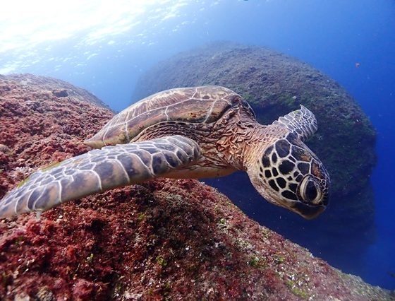 アオウミガメ