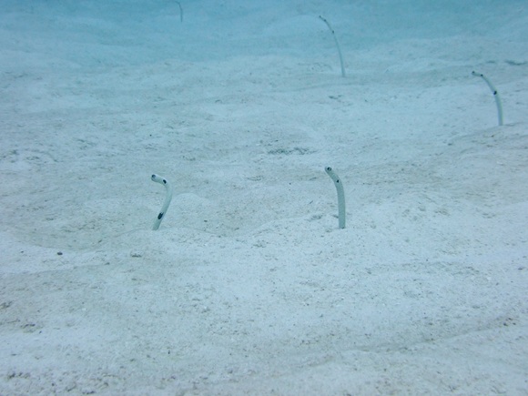 ガーデンイール