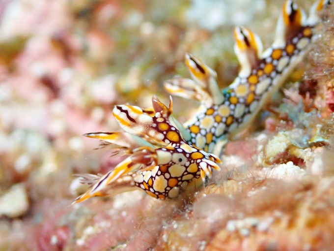 ヒオドシミノウミウシ