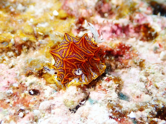 モザイクウミウシ