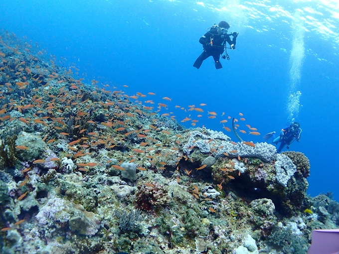 アカネハナゴイ