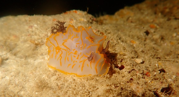 キスジカンテン