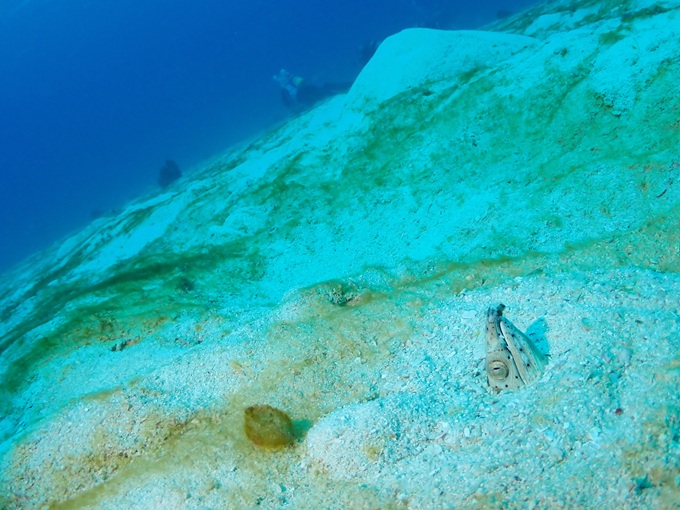 ホタテウミヘビ