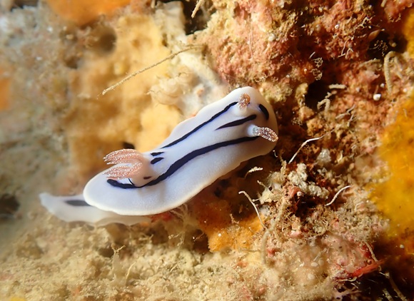 ミゾレウミウシ