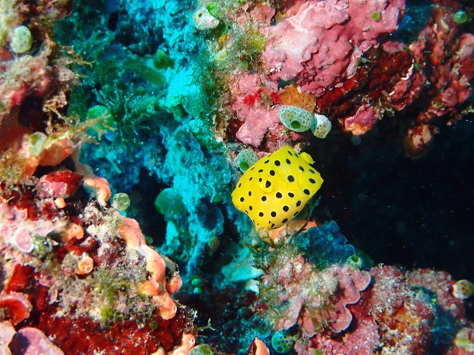 ミナミハコフグ