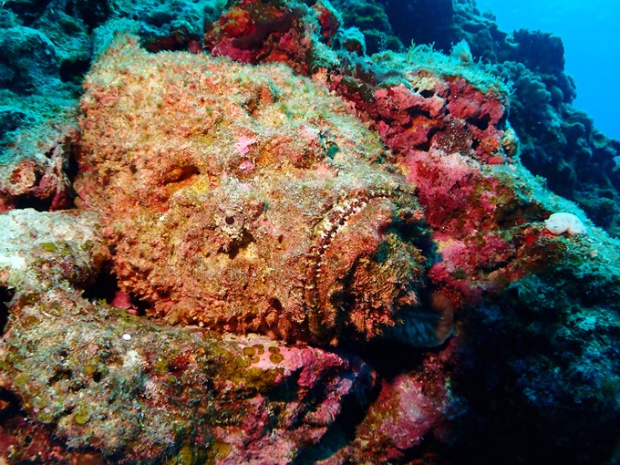 オニダルマオコゼ