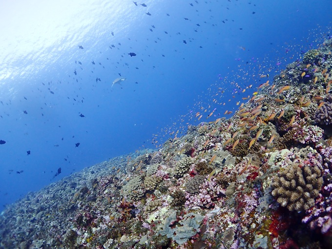 アカネハナゴイ