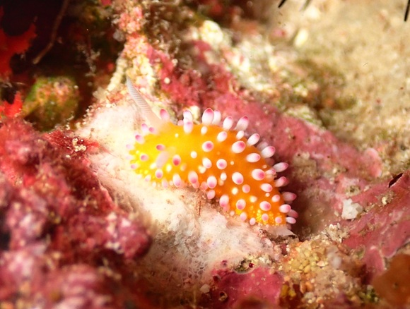 イガグリウミウシ