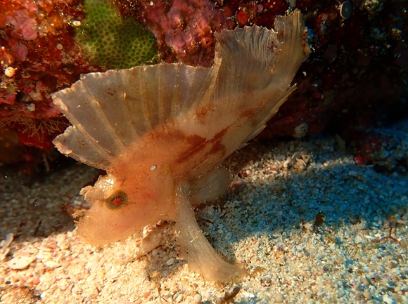 ハダカハオコゼ