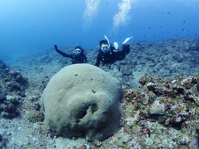 ブタサンサンゴ