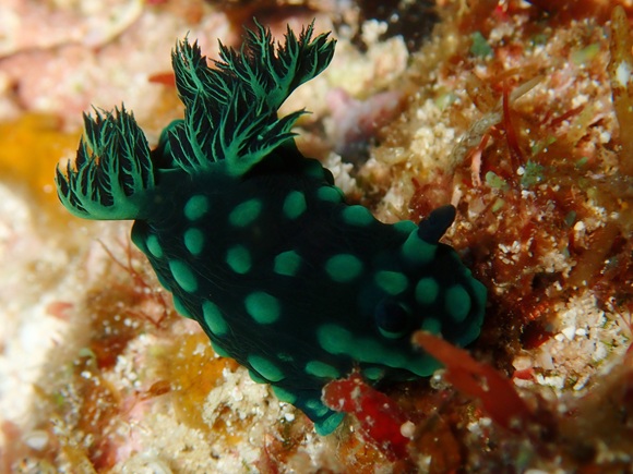 トサカリュウグウウミウシ