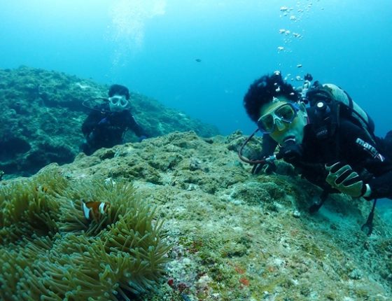 カクレクマノミ