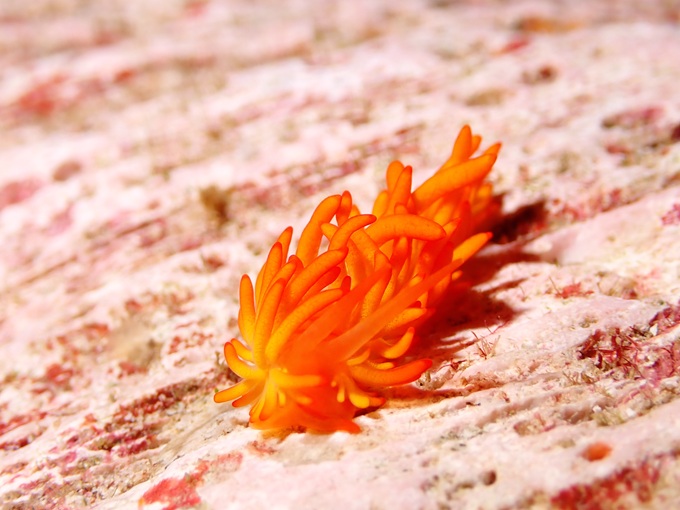 イボヤギミノウミウシ