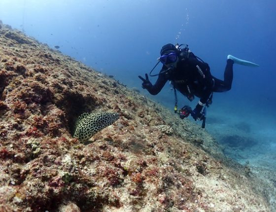 ニセゴイシウツボ