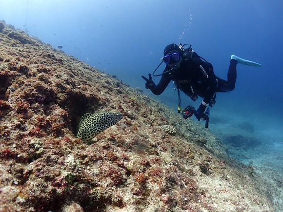 ニセゴイシウツボ