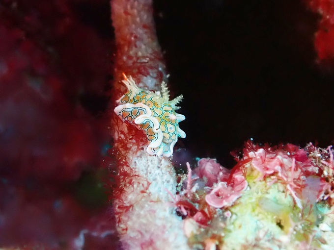 トウモンウミコチョウ