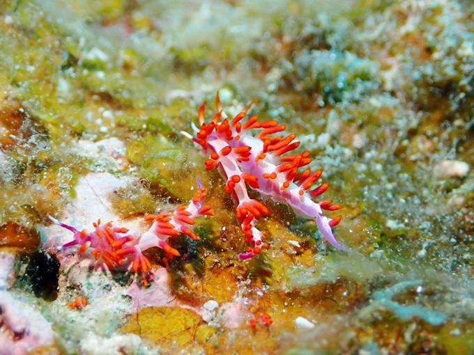 セスジミノウミウシ