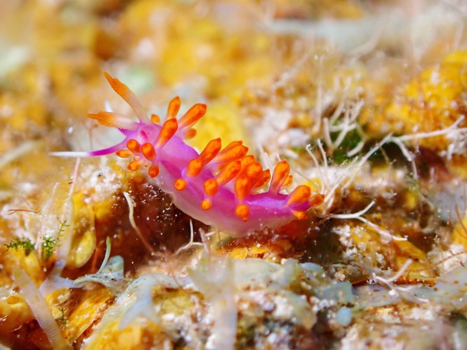 ルージュミノウミウシ