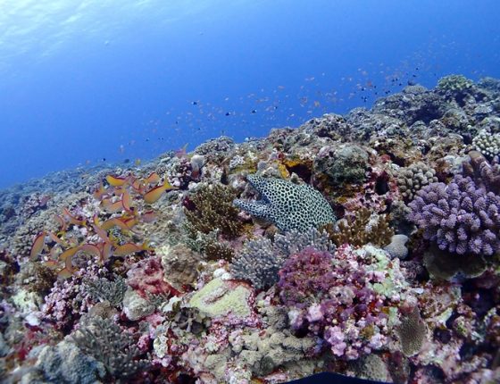 ニセゴイシウツボ