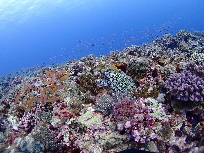 ニセゴイシウツボ