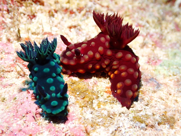 トサカリュウグウウミウシ