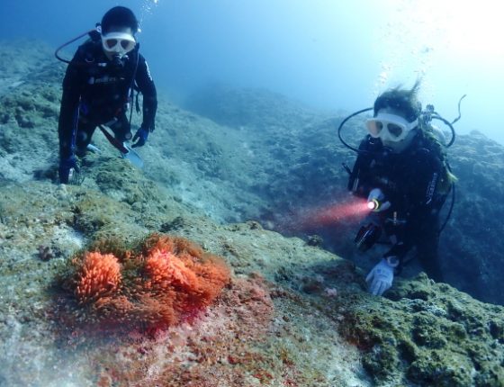 カクレクマノミ