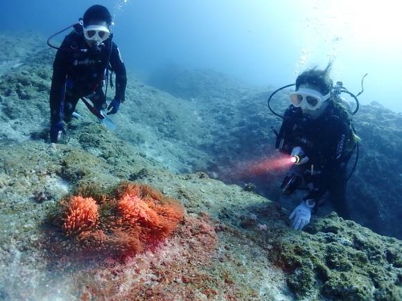 カクレクマノミ