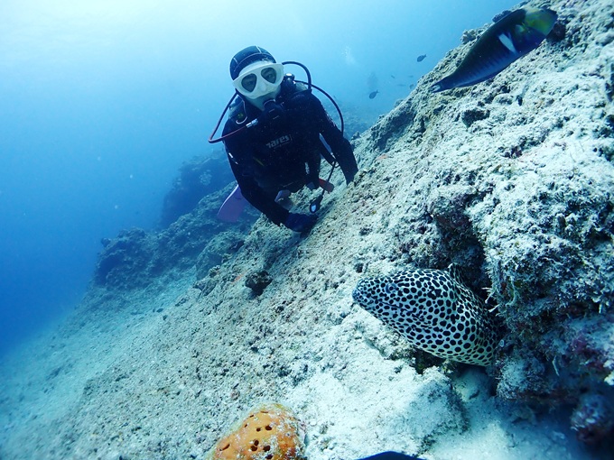 ニセゴイシウツボ