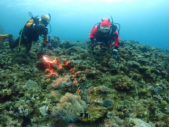 ハナビラクマノミ