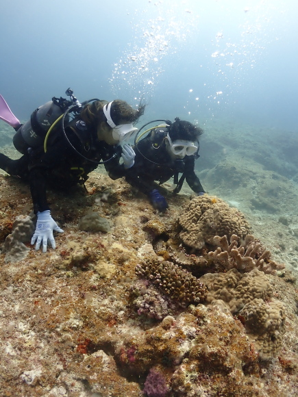 イバラカンザシ