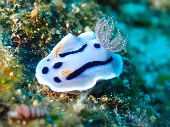 ミゾレウミウシ