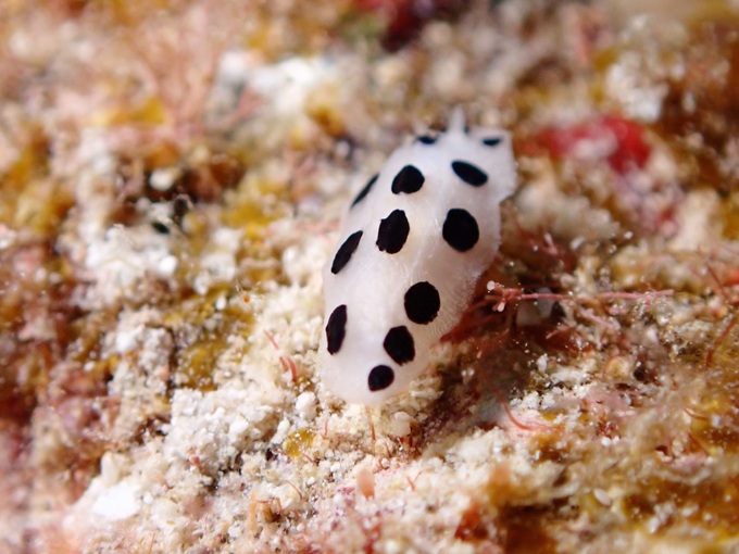 ミズタマイボウミウシ