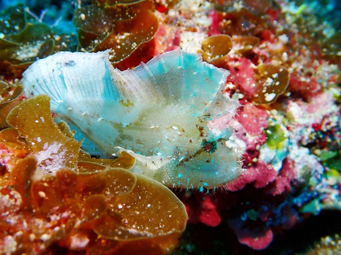 ハダカハオコゼ