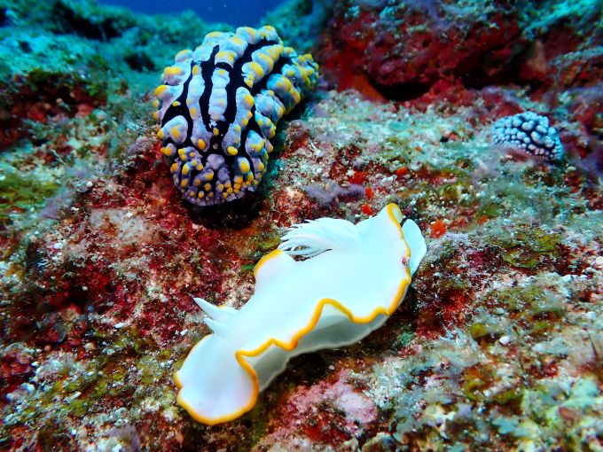 メレンゲウミウシ