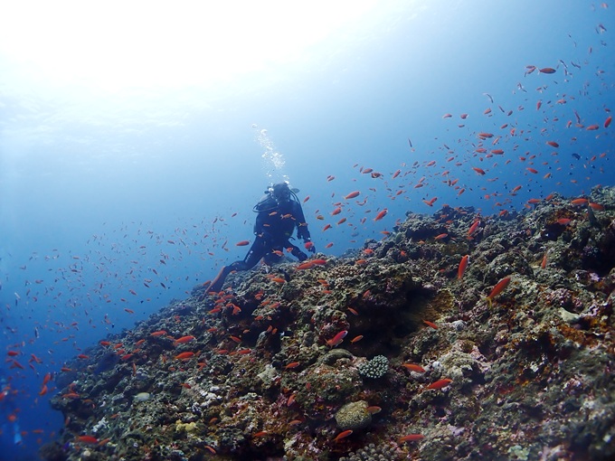 アカネハナゴイ