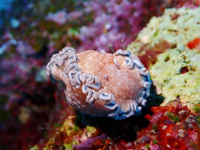 タヌキイロウミウシ