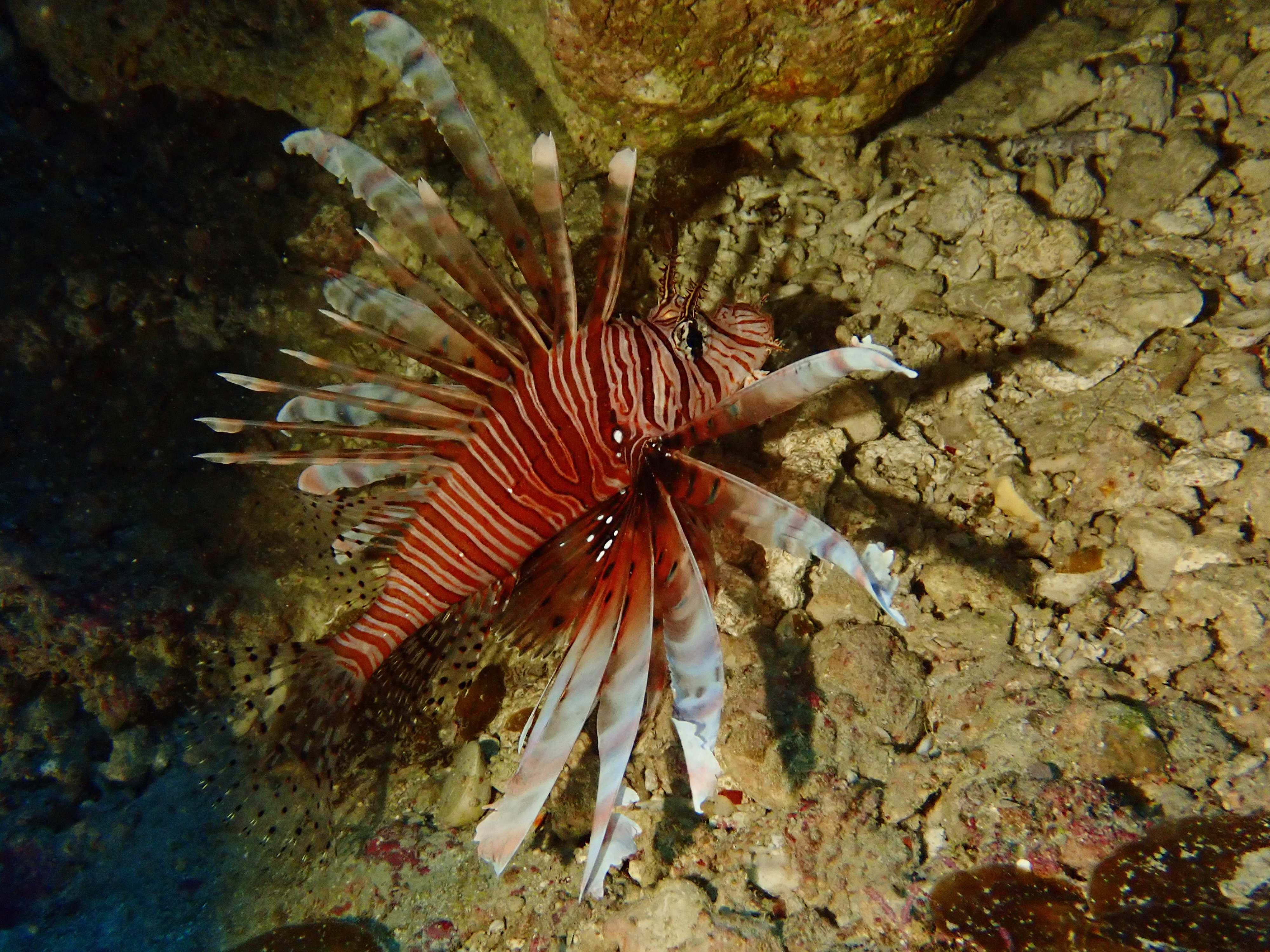 ハナミノカサゴ