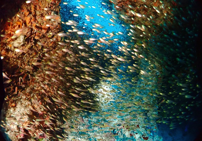 スカシテンジクダイ