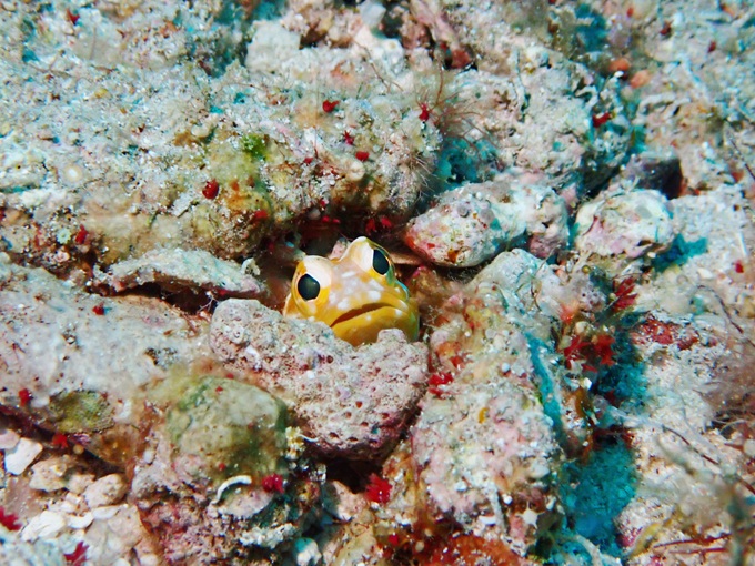 ジョーフィッシュ