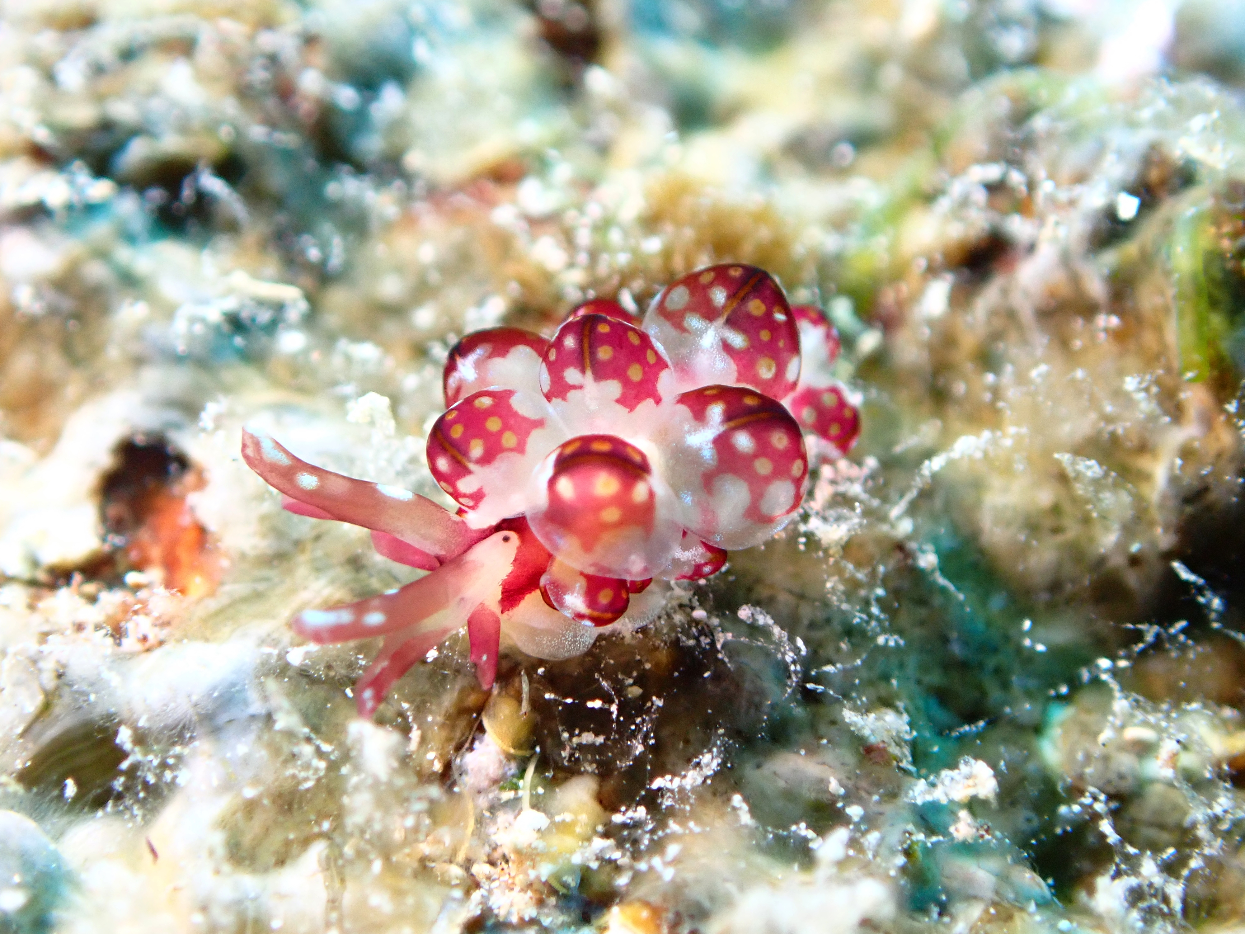 カノコウロコウミウシ