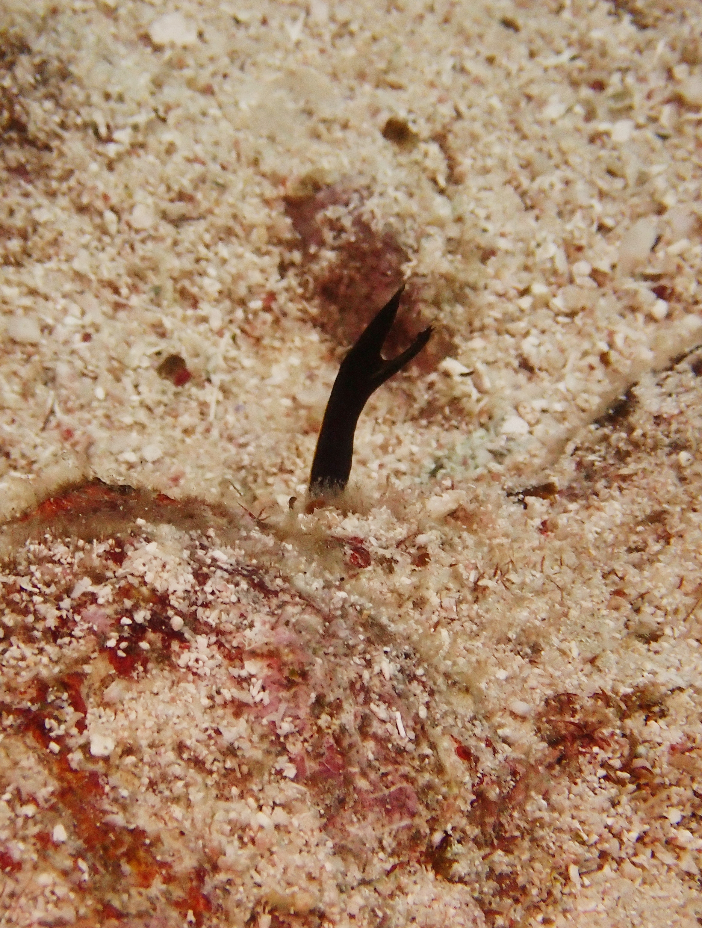 ハナヒゲウツボ