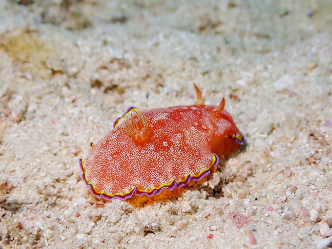 ホムライロウミウシ