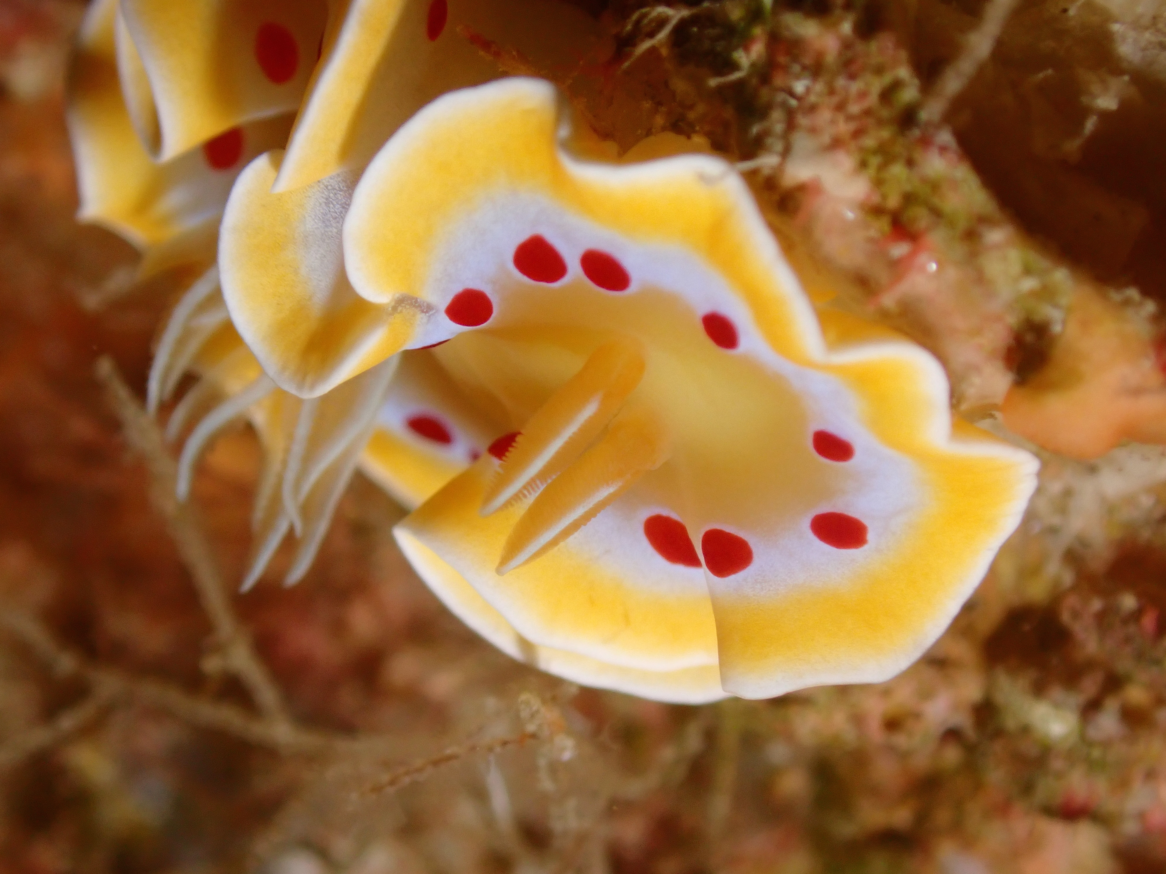 アカテンイロウミウシ