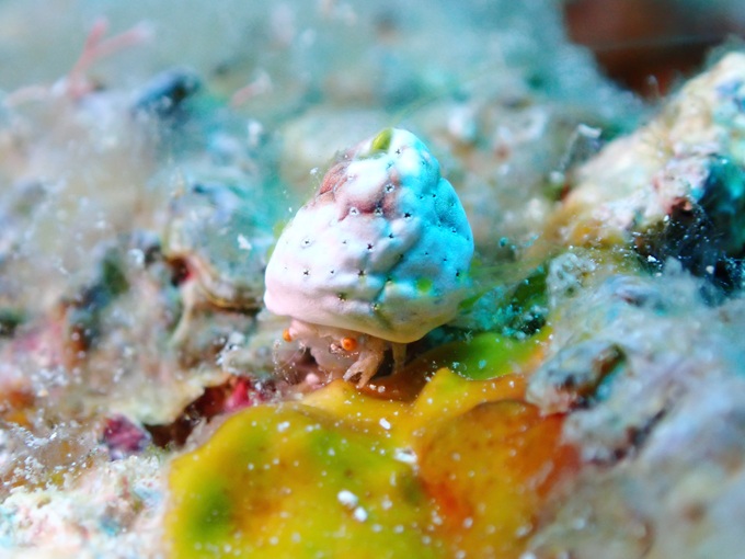 ユキンコボウシガニ